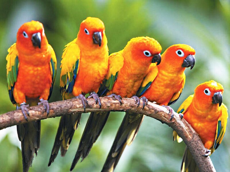 Five Sun Conures on Branch