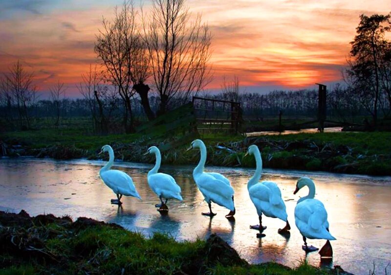 Five Swans on Ice