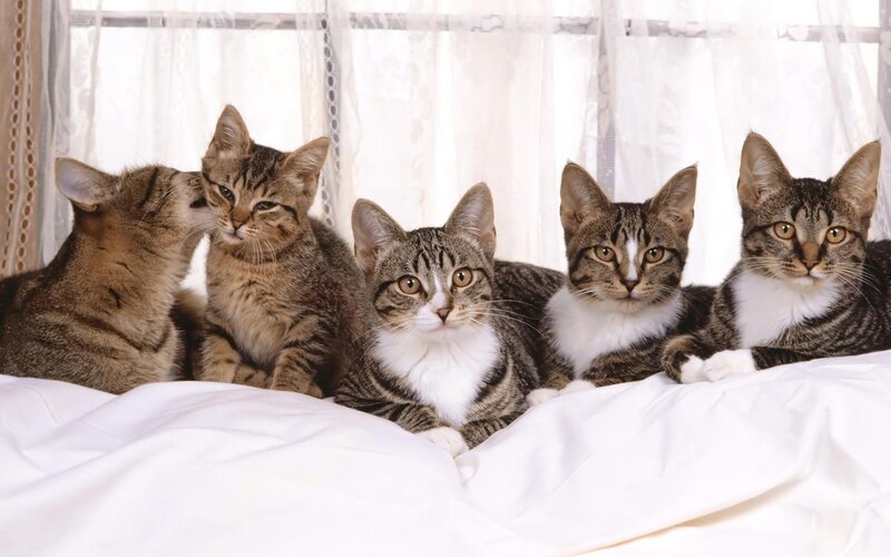 five tabby cats on a bed