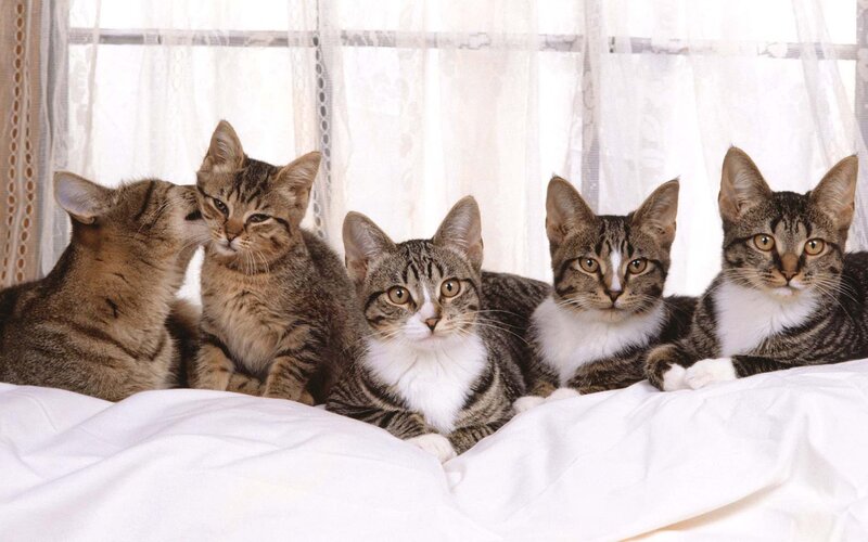 Five Tabby Cats on Bed