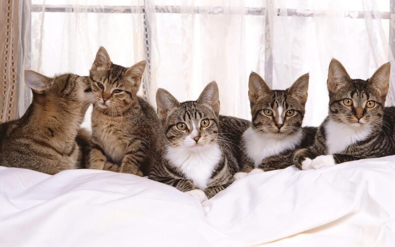 Five Tabby Cats — White, Calm