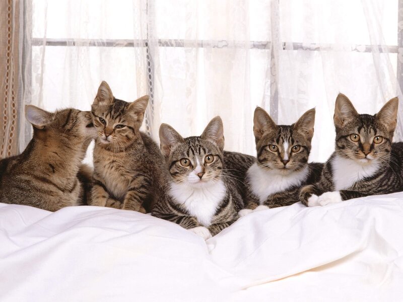Five Tabby Cats — White