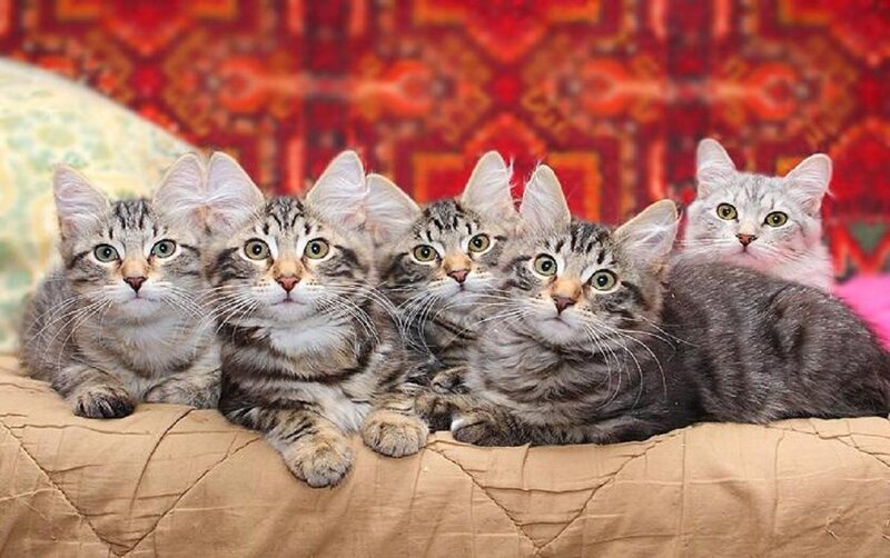 Five Tabby Kittens — Brown