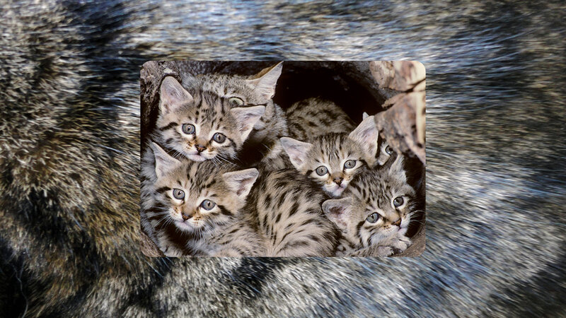Five Tabby Kittens — Gray, Curious