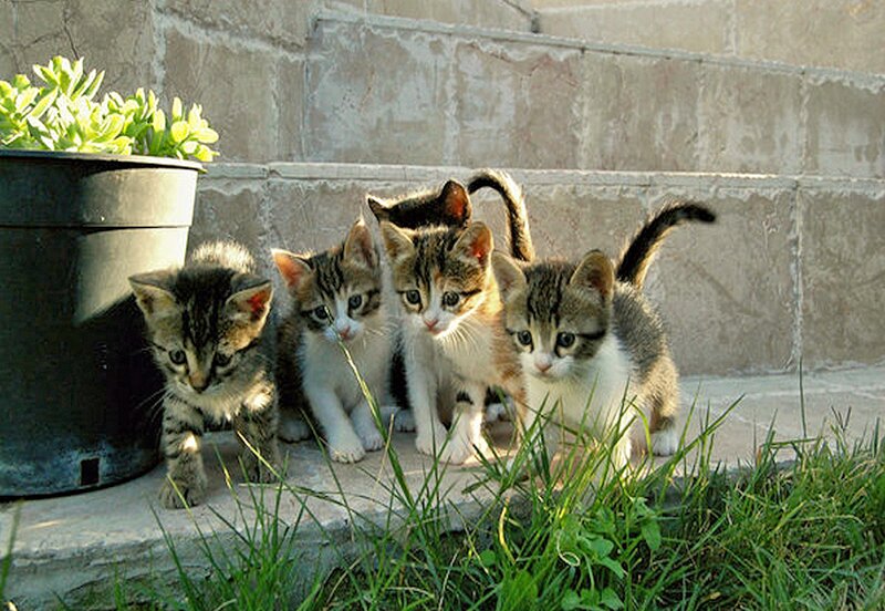 Five Tabby Kittens — Gray
