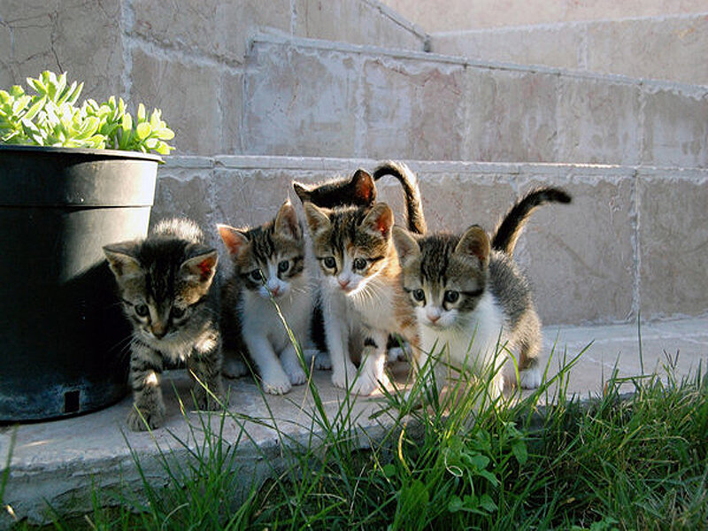 Five Tabby Kittens