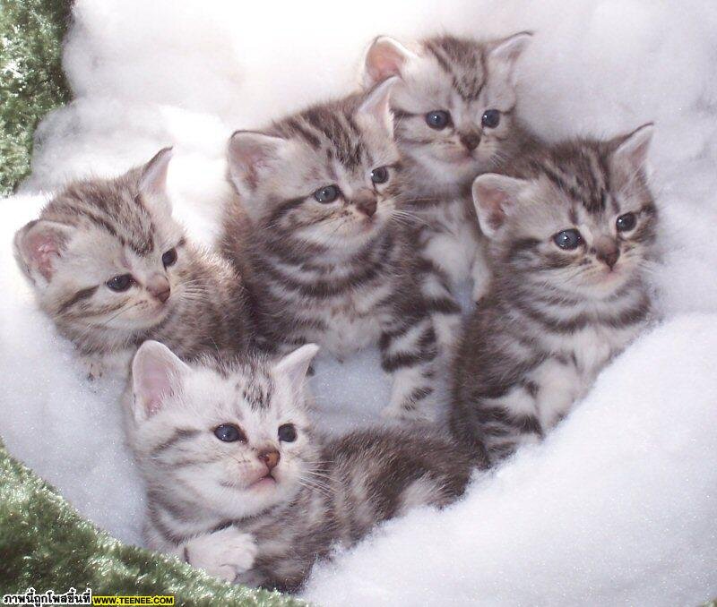 Five Tabby Kittens — White