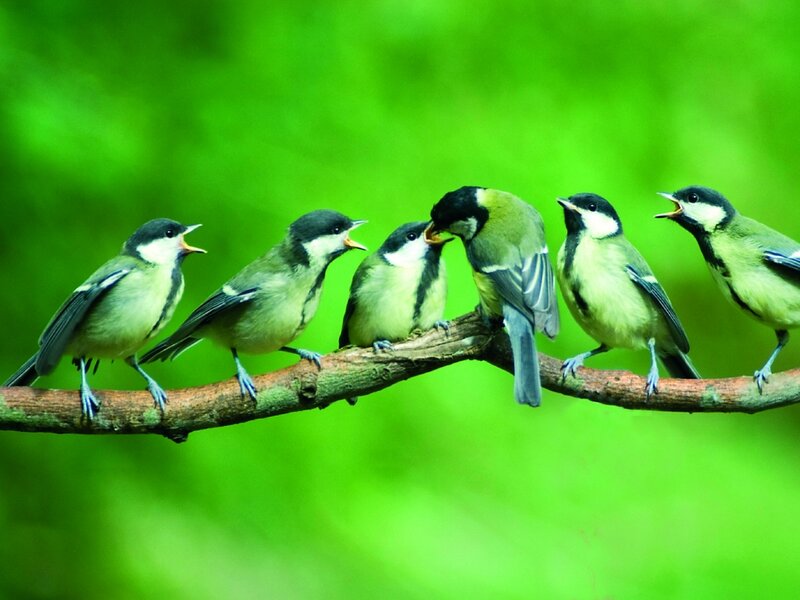 Five Tit Birds on Branch