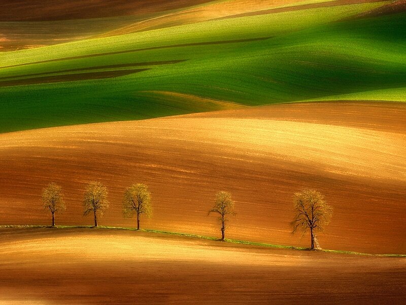 Five Trees in Field