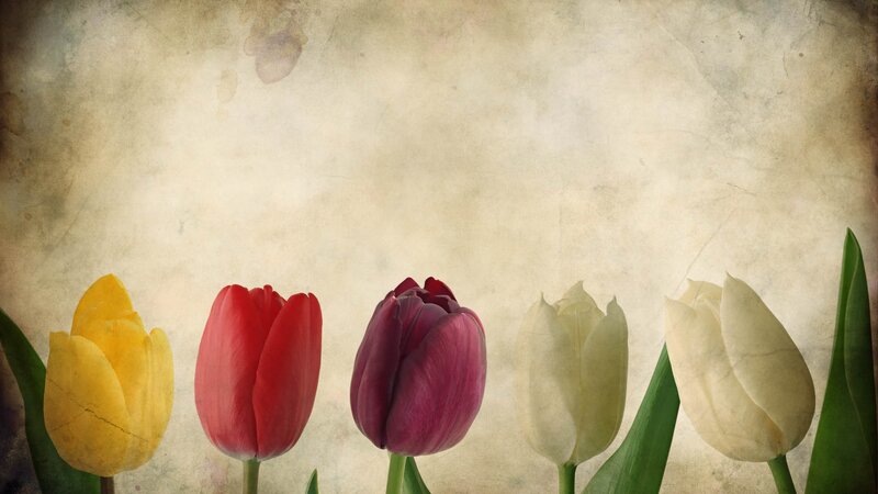 Five Tulips in a Row — Yellow, Calm, Photograph, Flowers, Leaves