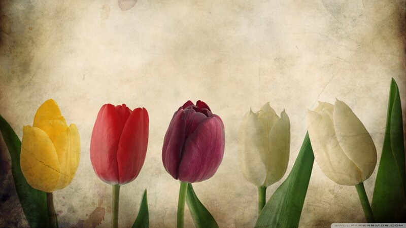 Five Tulips in a Row — Yellow, Calm, Photograph