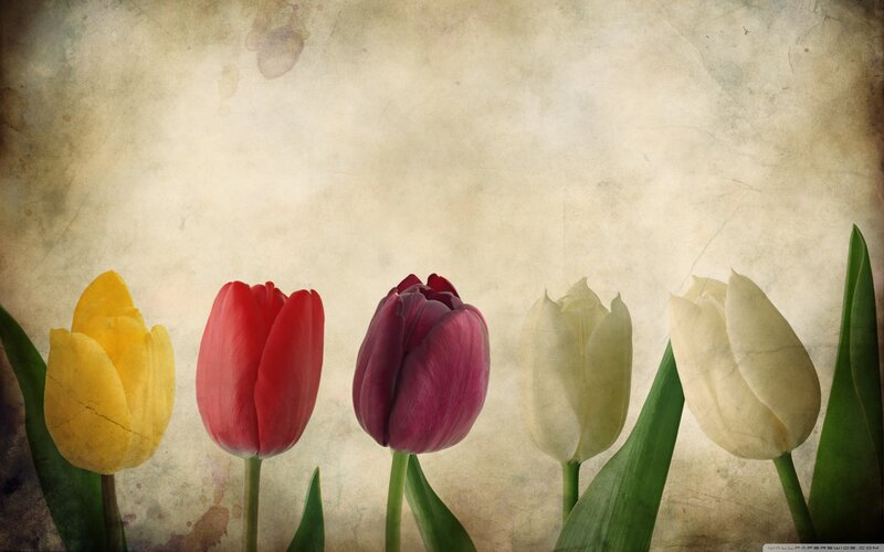 Five Tulips in a Row — Yellow, Serene