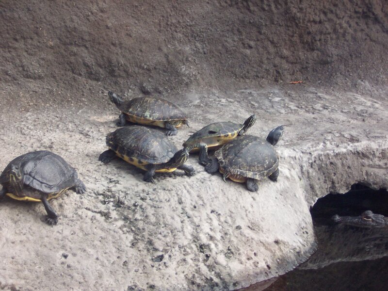 Five Turtles on Rock