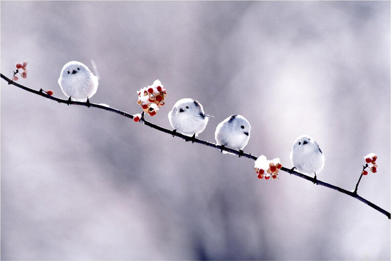 Five White Birds on Branch — Serene