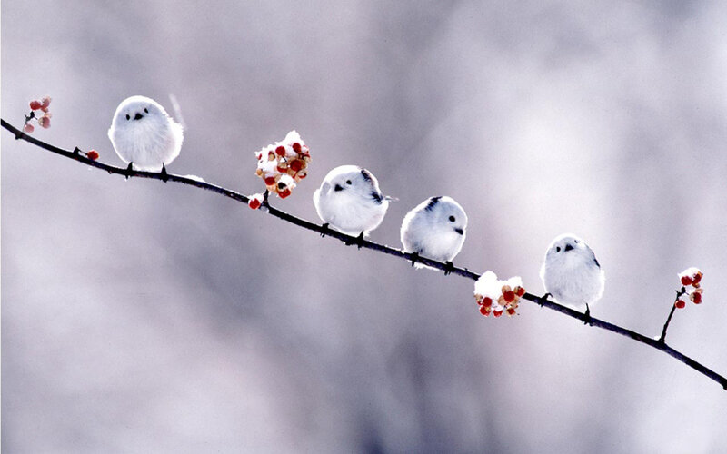 Five White Birds on Branch — Serene, Winter, Photograph