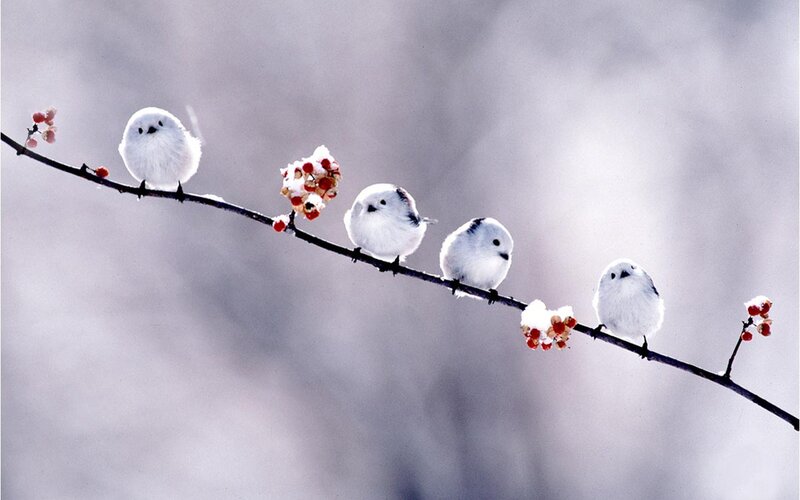 Five White Birds on Branch — Serene, Winter