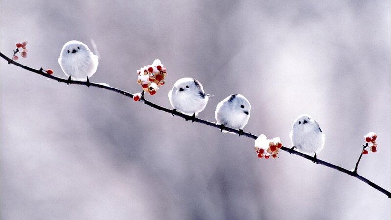 Five White Birds on Branch