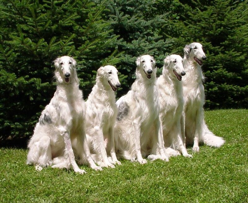 five white dogs sitting in a row