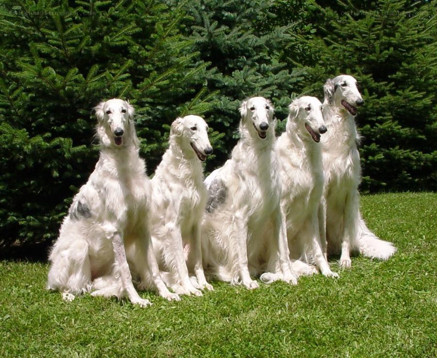 five white dogs sitting in a row