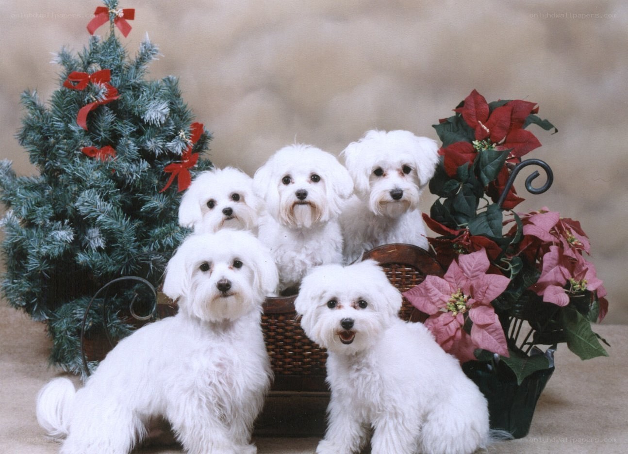 five white dogs with holiday decor