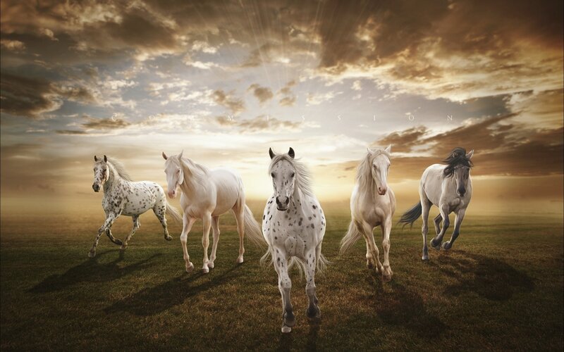 Five White Horses Running — Dramatic, Sunset