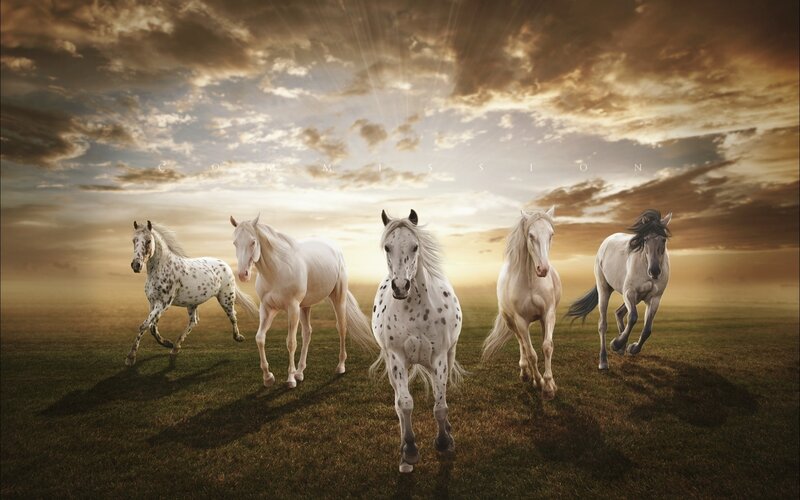 Five White Horses Running — Dramatic