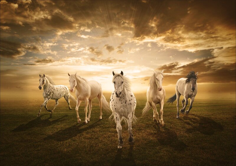 Five White Horses Running