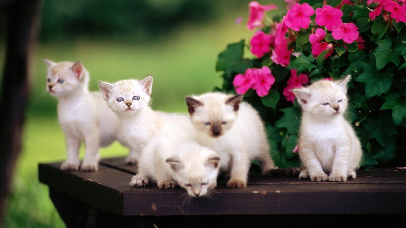 Five White Kittens — Calm