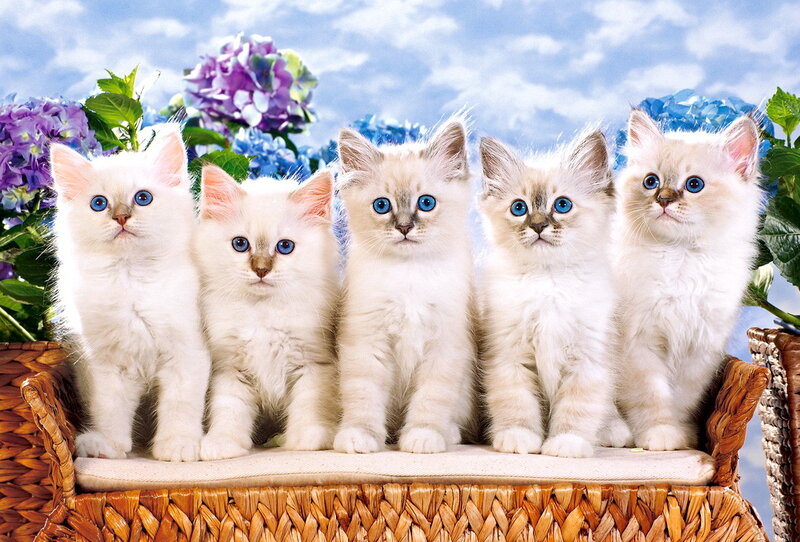 Five White Kittens — Serene, Spring