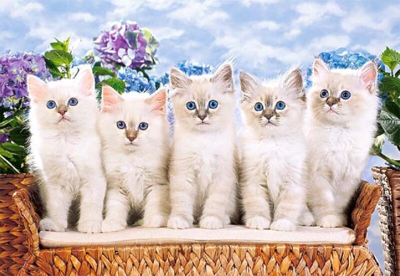 Five White Kittens