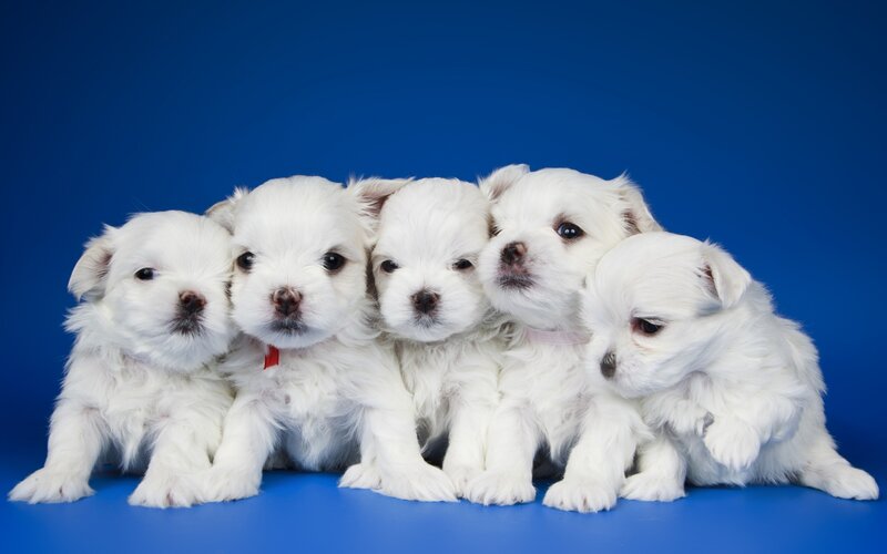 Five White Puppies — Calm