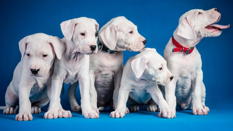 Five White Puppies