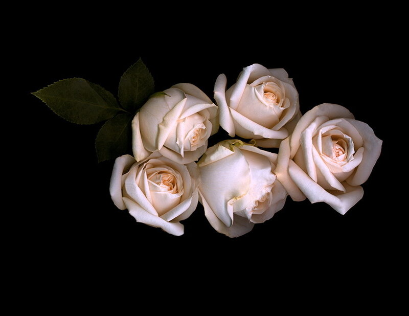 Five White Roses