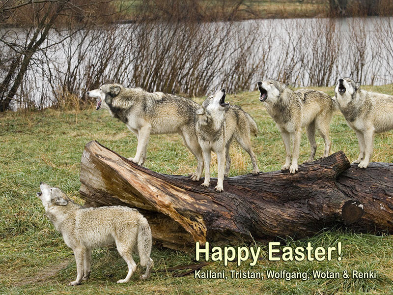 Five Wolves Howling