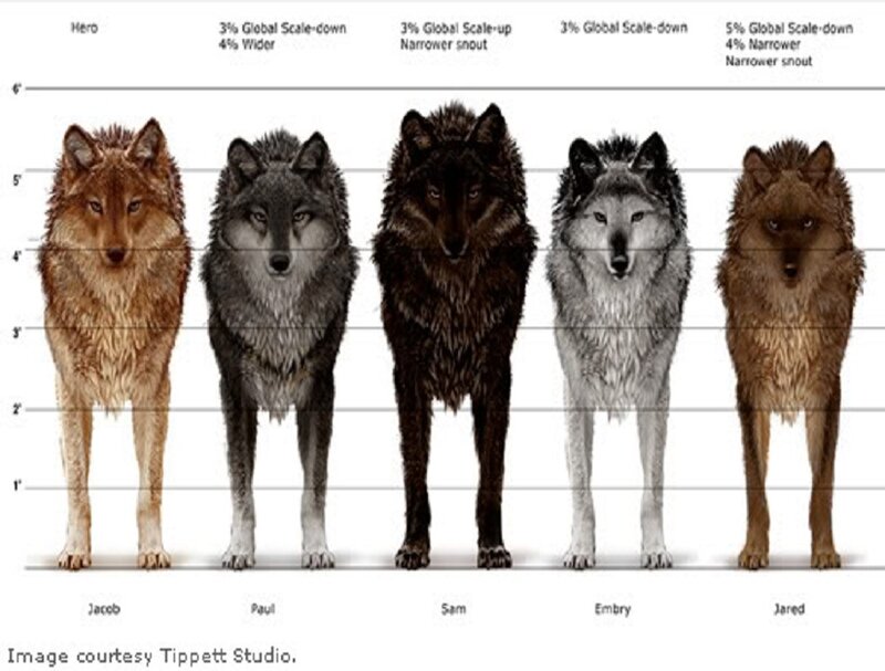 Five Wolves in a Row — Brown
