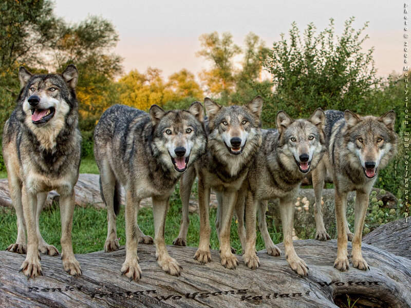 five wolves on a log