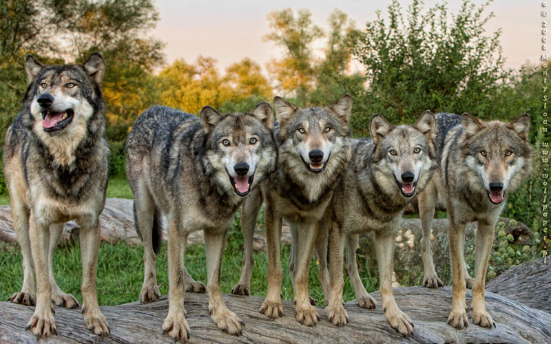 Five Wolves Standing