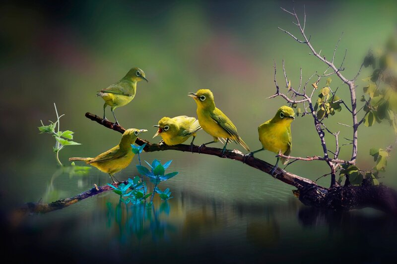 Five Yellow Birds on Branch