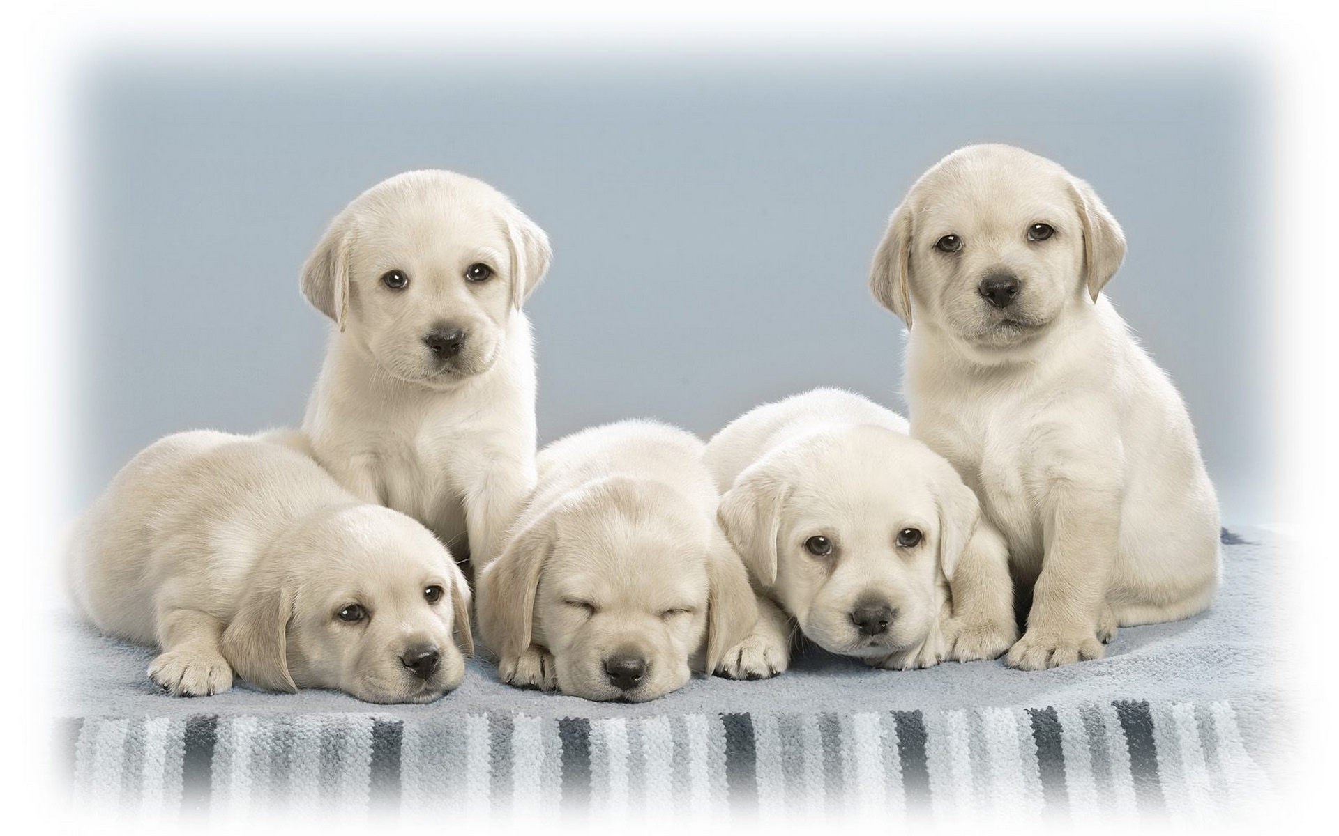 five yellow lab puppies