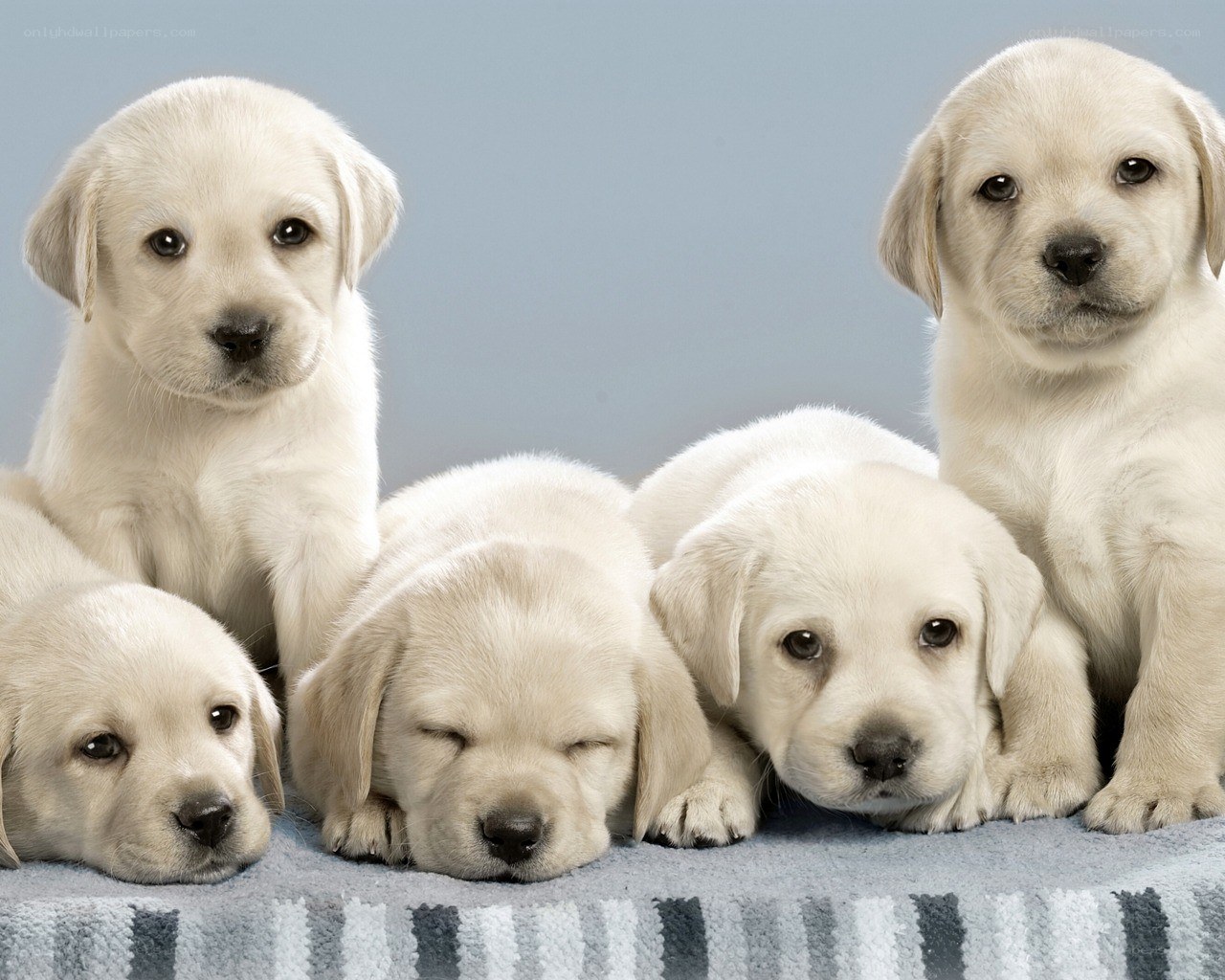 five yellow lab puppies