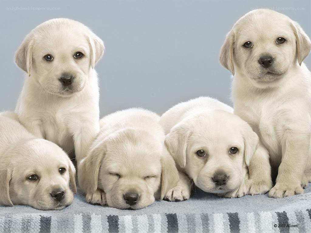 Five yellow lab puppies