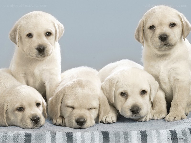 five yellow lab puppies