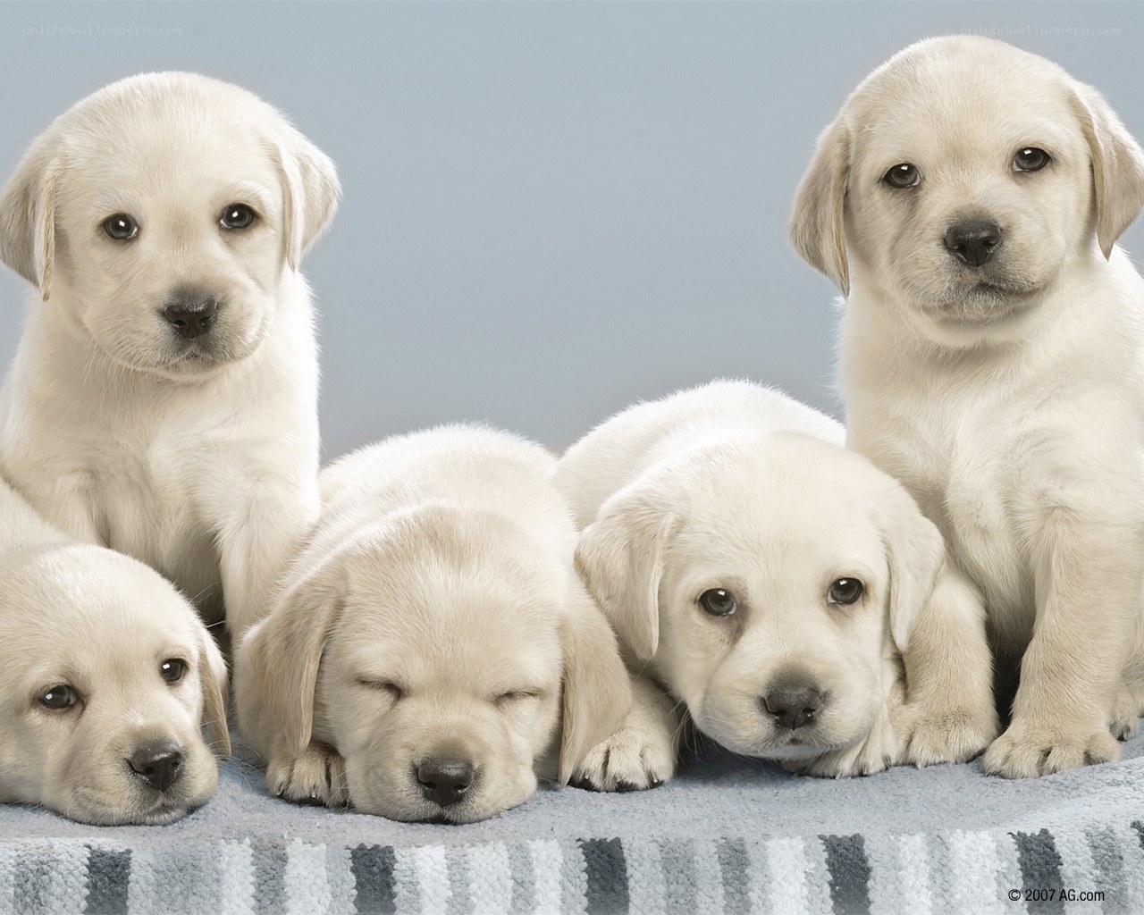 five yellow lab puppies