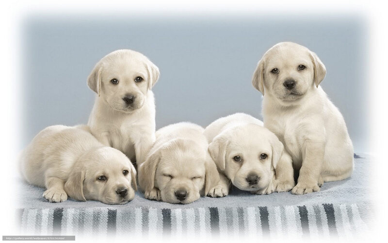 Five yellow lab puppies