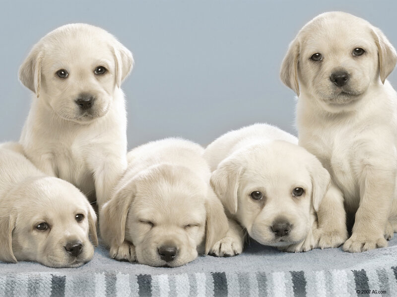 five yellow lab puppies