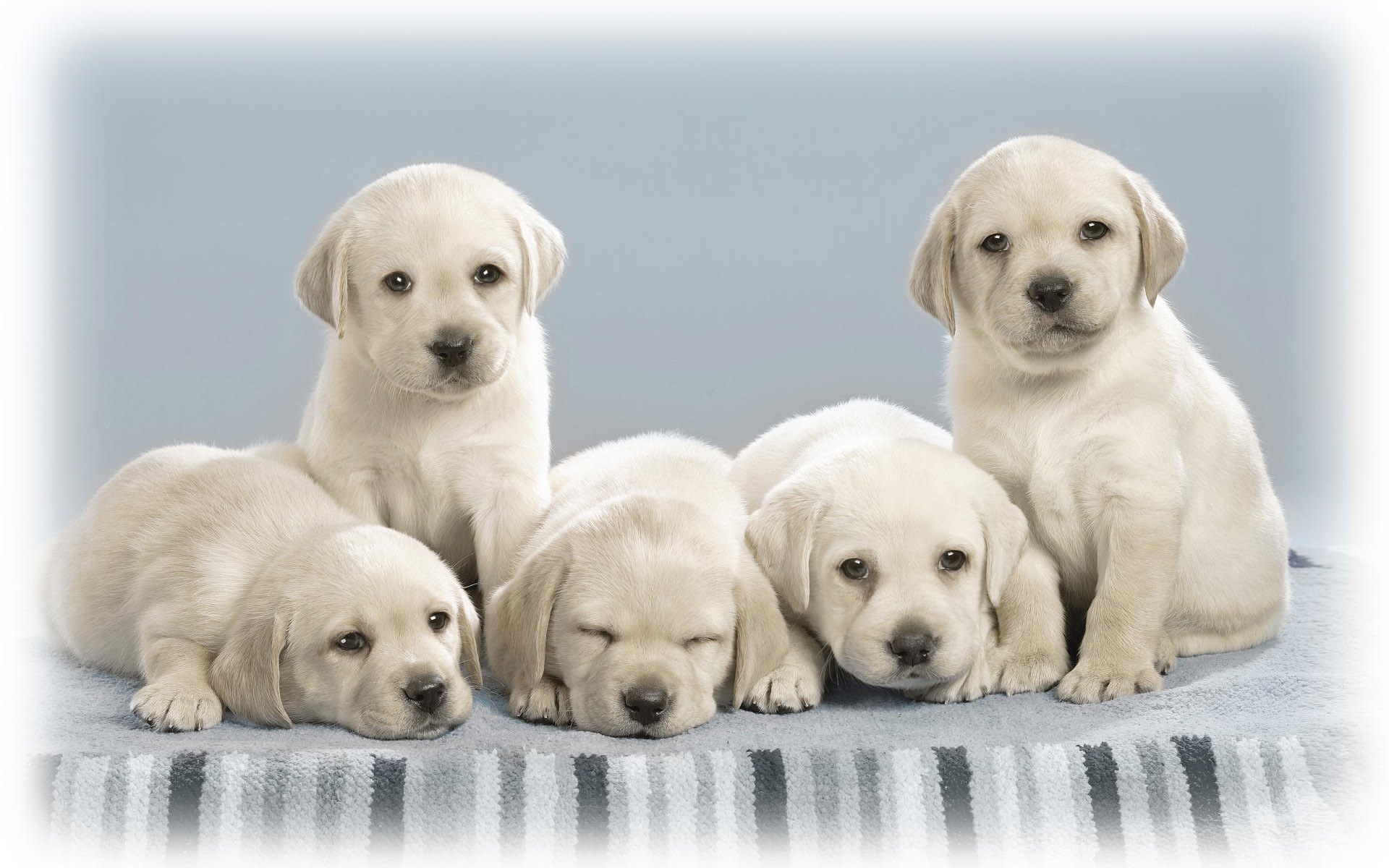 five yellow lab puppies