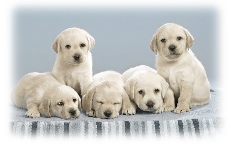 five yellow lab puppies