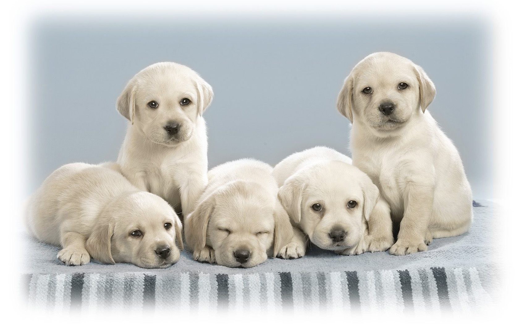 five yellow lab puppies