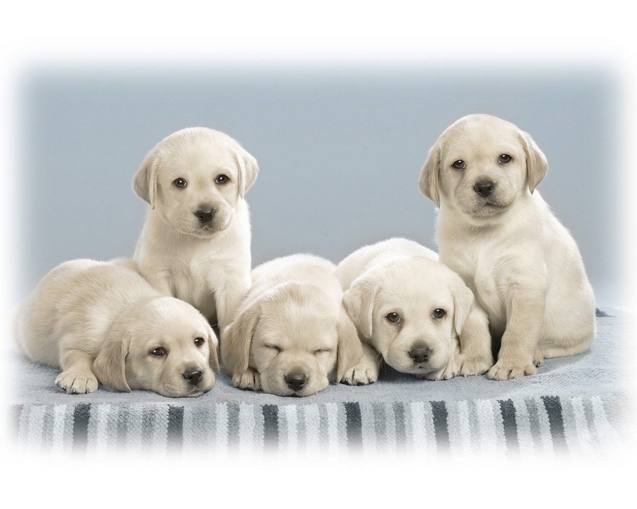 Five yellow lab puppies