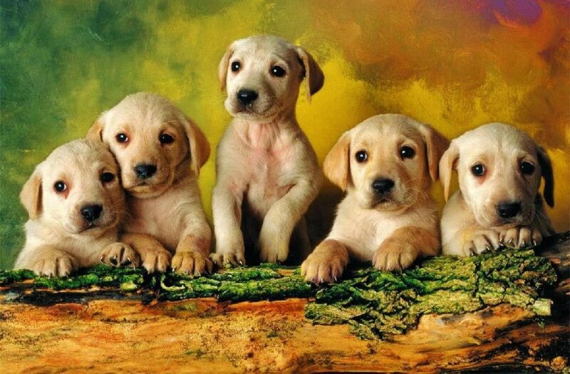 Five Yellow Lab Puppies — Calm, Painting